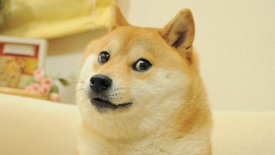 The original doge meme, the inspiration behind dogecoin.